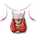 Заболевания щитовидной железы