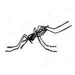 Против мух и комаров — без химии