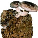 Японский гриб шиитакэ