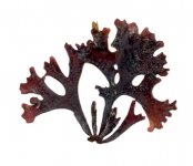 Морская водоросль ирландский мох