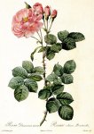 Роза дамасская