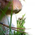 Рак. Профилактика и лечение грибами